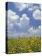 Black-Eyed Susans and Clouds, Oldham County, Kentucky, USA-Adam Jones-Premier Image Canvas