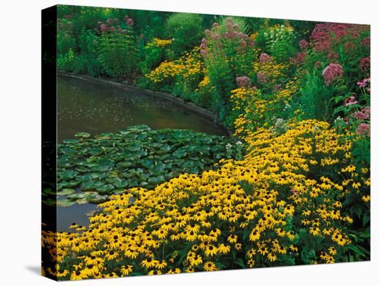 Black-Eyed Susans, Rudbeckia Hirta, and Joe Pye Weed, Holden Arboretum, Cleveland, Ohio, USA-Adam Jones-Premier Image Canvas
