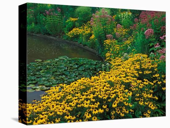 Black-Eyed Susans, Rudbeckia Hirta, and Joe Pye Weed, Holden Arboretum, Cleveland, Ohio, USA-Adam Jones-Premier Image Canvas