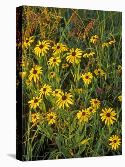 Black Eyed Susans Wildflowers, Neil Smith Nwr, Iowa, USA-Chuck Haney-Premier Image Canvas