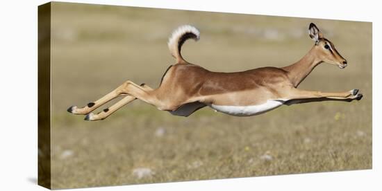 Black Faced Impala (Aepyceros Melamis Petersi) Female Jumping, Etosha National Park, Namibia-Tony Heald-Premier Image Canvas