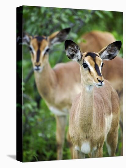 Black Faced Impala in Etosha National Park, Namibia-Julian Love-Premier Image Canvas