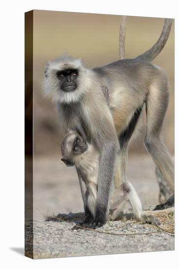 Black-faced langurs, India-Art Wolfe Wolfe-Premier Image Canvas