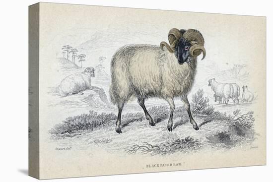 Black Faced Ram, Mid 19th Century-William Home Lizars-Premier Image Canvas