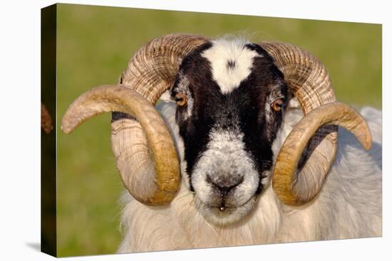 Black-faced sheep ram, Isle of Islay, Hebrides, Scotland-Laurie Campbell-Premier Image Canvas