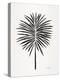 Black Fan Palm-Cat Coquillette-Stretched Canvas