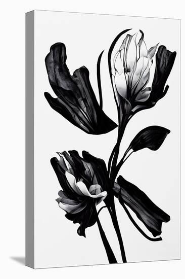 Black Flower-null-Premier Image Canvas