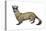 Black-Footed Ferret (Mustela Nigripes), Weasel, Mammals-Encyclopaedia Britannica-Stretched Canvas