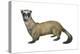 Black-Footed Ferret (Mustela Nigripes), Weasel, Mammals-Encyclopaedia Britannica-Stretched Canvas