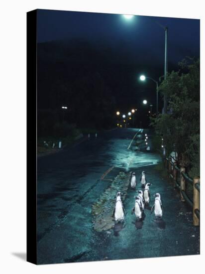 Black Footed Jackass Penguins Walking Along Road at Night, Boulders, South Africa-Inaki Relanzon-Premier Image Canvas