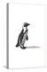 Black-Footed Penguin - Icon-Lantern Press-Stretched Canvas