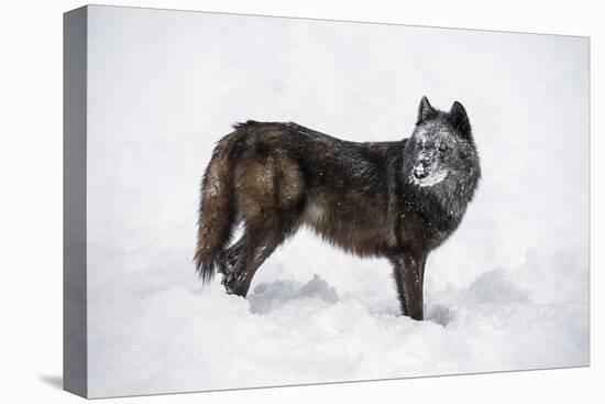 Black Fox (Vulpes Vulpes), Montana, United States of America, North America-Janette Hil-Premier Image Canvas