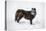 Black Fox (Vulpes Vulpes), Montana, United States of America, North America-Janette Hil-Premier Image Canvas