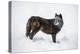 Black Fox (Vulpes Vulpes), Montana, United States of America, North America-Janette Hil-Premier Image Canvas