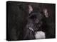 Black French Bulldog Portrait-Jai Johnson-Premier Image Canvas