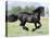 Black Friesian Gelding Running in Field, Longmont, Colorado, USA-Carol Walker-Premier Image Canvas