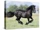 Black Friesian Gelding Running in Field, Longmont, Colorado, USA-Carol Walker-Premier Image Canvas