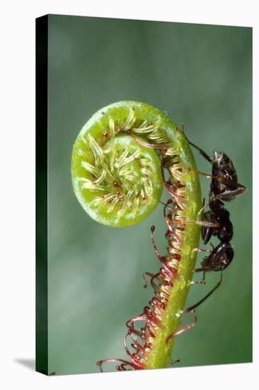 Black Garden Ant on Sundew Curl-null-Premier Image Canvas