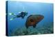 Black Grouper and Diver, Hol Chan Marine Reserve, Belize-Pete Oxford-Premier Image Canvas