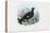 Black Grouse, 1863-79-Raimundo Petraroja-Premier Image Canvas