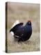 Black Grouse Displaying at Lek, Upper Teesdale, County Durham, England, UK-Toon Ann & Steve-Premier Image Canvas