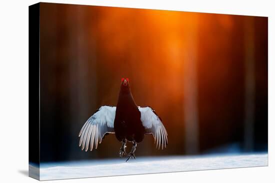 Black grouse jumping, part of a dominance display, Finland-Markus Varesvuo-Premier Image Canvas