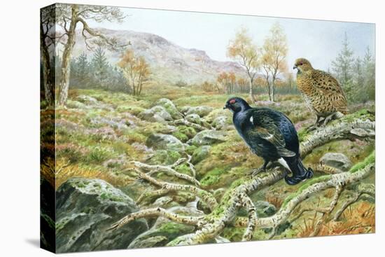 Black Grouse on a Moor-Carl Donner-Premier Image Canvas