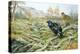 Black Grouse on a Moor-Carl Donner-Premier Image Canvas