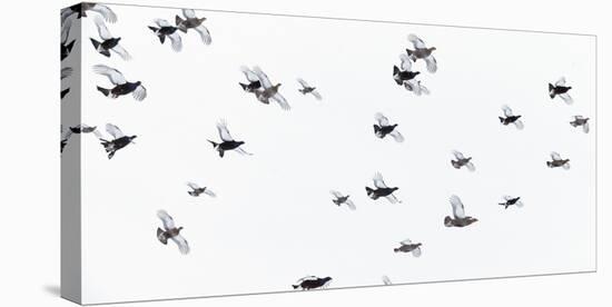 Black Grouse (Tetrao - Lyrurus Tetrix) Flock Flying in Snow, Suomussalmi, Finland, January-Markus Varesvuo-Premier Image Canvas