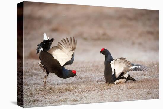 Black Grouse (Tetrao Tetrix) Males Displaying at Lek, Cairngorms Np, Grampian, Scotland-Mark Hamblin-Premier Image Canvas