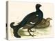 Black Grouse-Beverley R. Morris-Premier Image Canvas