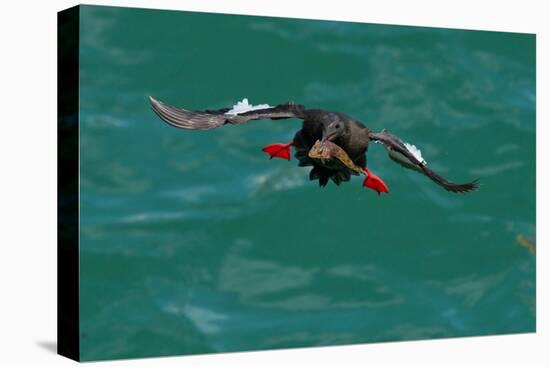 Black guillemot holding fish in beak, Scotland-Terry Whittaker-Premier Image Canvas