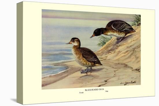 Black-Headed Duck-Louis Agassiz Fuertes-Stretched Canvas