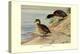 Black-Headed Duck-Louis Agassiz Fuertes-Stretched Canvas