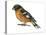 Black-Headed Grosbeak (Pheucticus Melanocephalus), Birds-Encyclopaedia Britannica-Stretched Canvas