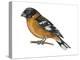 Black-Headed Grosbeak (Pheucticus Melanocephalus), Birds-Encyclopaedia Britannica-Stretched Canvas