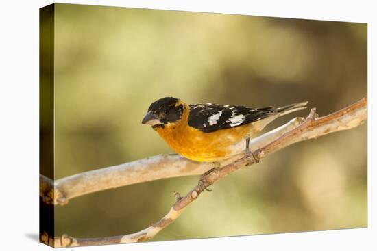 Black-Headed Grosbeak-Joe McDonald-Premier Image Canvas