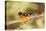 Black-Headed Grosbeak-Joe McDonald-Premier Image Canvas