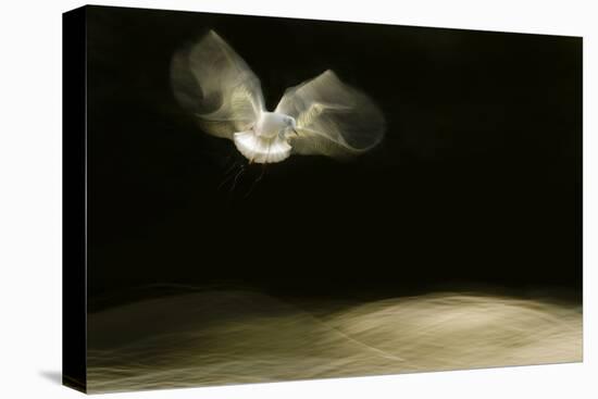 Black-Headed Gull (Chroicocephalus Ridibundus) in Flight, Cheshire, UK-Ben Hall-Premier Image Canvas
