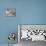 Black Headed Gulls-Archibald Thornburn-Premier Image Canvas displayed on a wall