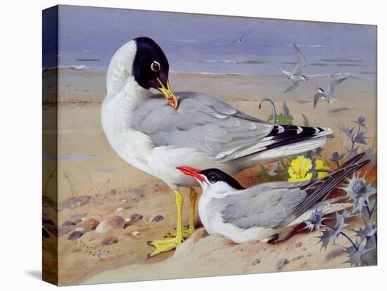 Black Headed Gulls-Archibald Thornburn-Premier Image Canvas