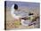 Black Headed Gulls-Archibald Thornburn-Premier Image Canvas