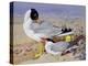 Black Headed Gulls-Archibald Thornburn-Premier Image Canvas