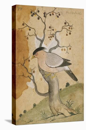 Black Headed Myna on a Tree-Trunk, India, 19th Century-null-Premier Image Canvas