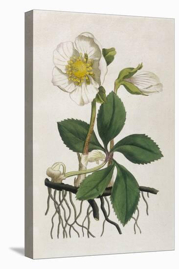 Black Hellebore or Christmas Rose Used to Cure Mental Afflictions Since 1400 Bc-William Curtis-Stretched Canvas