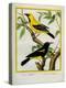 Black-Hooded Oriole and Hispaniolan Oriole Formerly, Greater Antillean Oriole-Georges-Louis Buffon-Premier Image Canvas