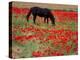 Black Horse in a Poppy Field, Chianti, Tuscany, Italy, Europe-Patrick Dieudonne-Premier Image Canvas