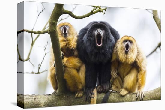 Black Howler Monkeys (Alouatta Caraya) Male and Two Females Calling from Tree-Juan Carlos Munoz-Premier Image Canvas