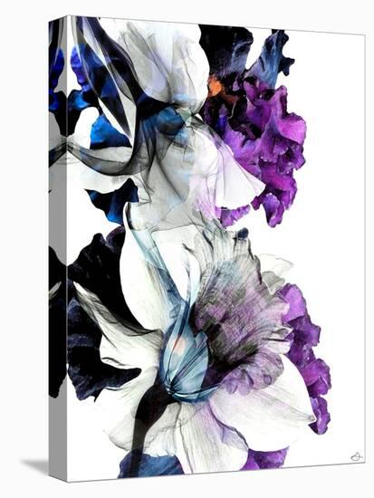 Black Iris Fancy-Stella Chang-Stretched Canvas