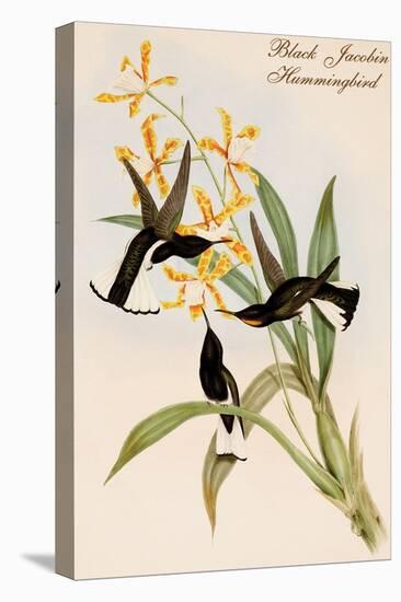 Black Jacobin Hummingbird-John Gould-Stretched Canvas
